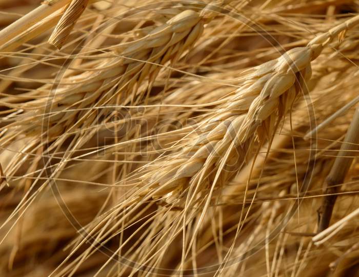 Micro Closeup Shot Of Indian Wheat Which Is Isolated On Field Before Cleanness.