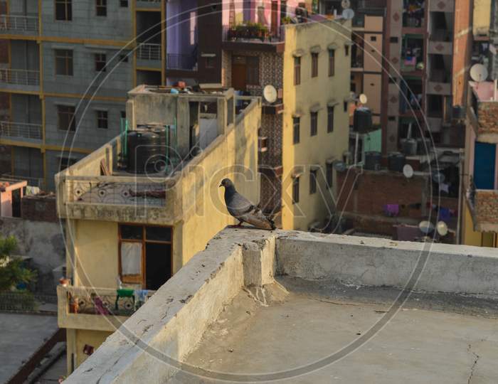 A Pigeon Decided To Leave His Nest Because Of People Cutting Down The Trees And Making Polluted City.
