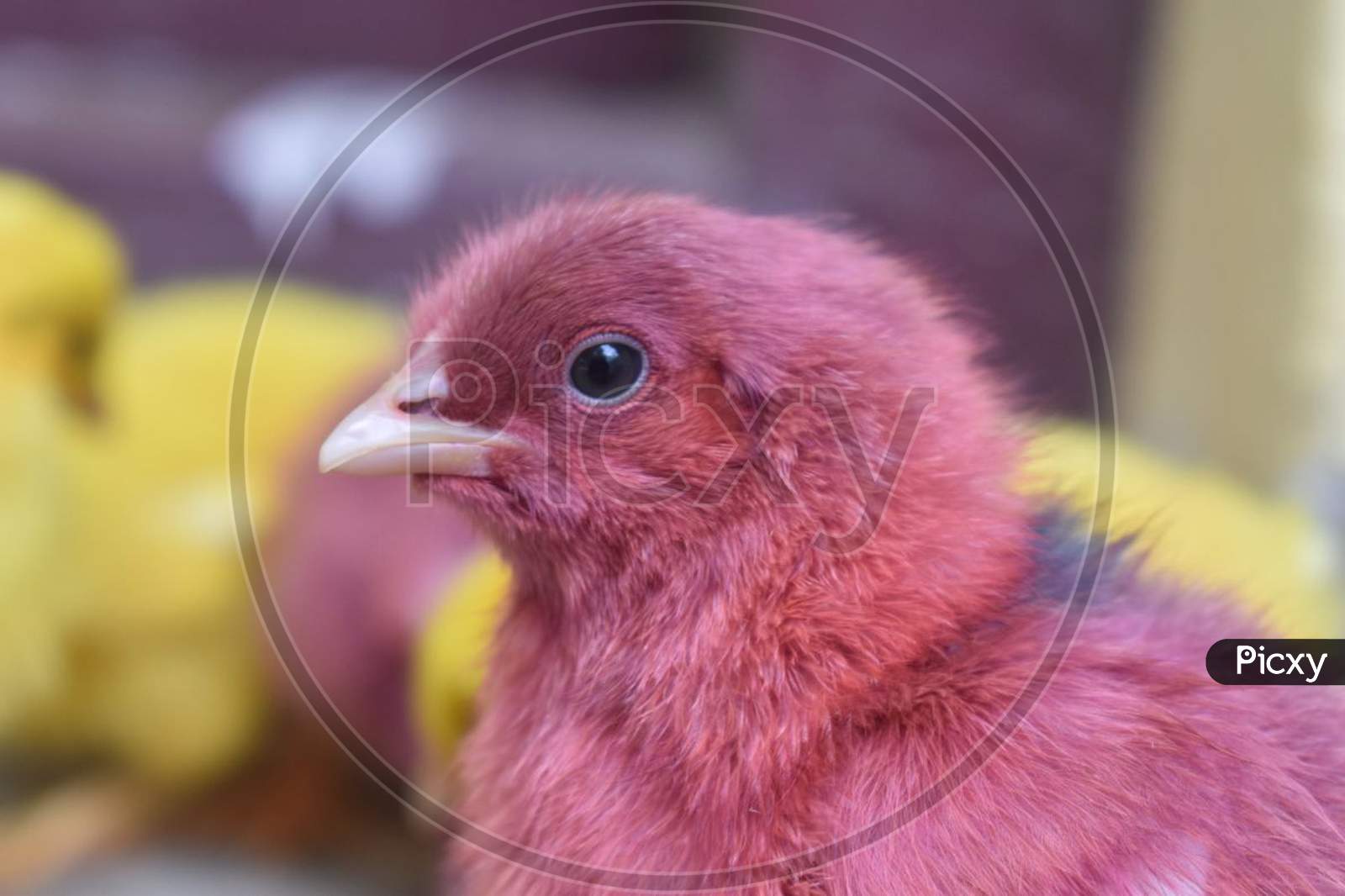 A beautiful pink chicken Bird