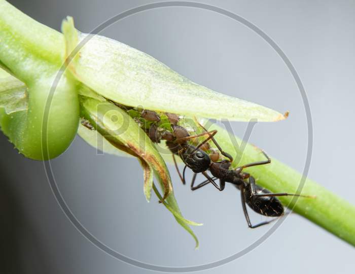 Symbiotic Ants And Aphids Have A Strong Relationship