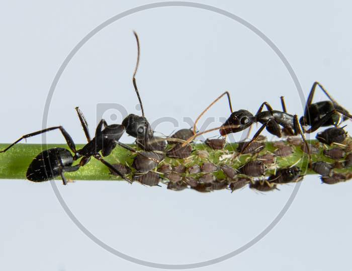 Ants Protecting Aphids