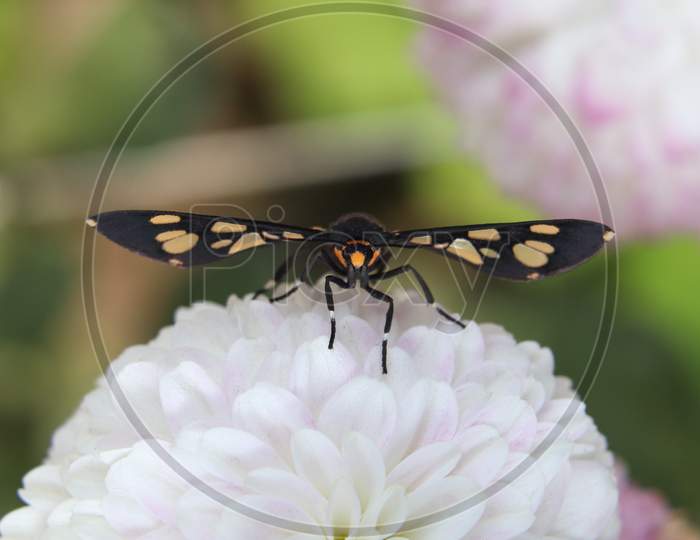The Handmaiden Moth(Amata Cyssea)