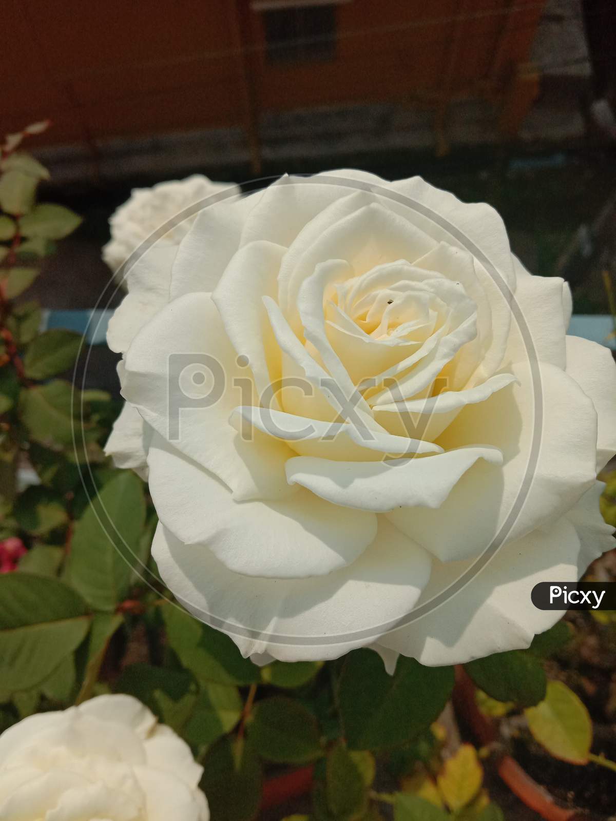 Bright white rose