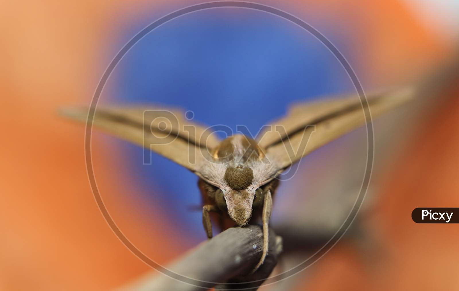 Brown-Banded Hunter Hawk Moth (Theretra Silhetensis) Front View