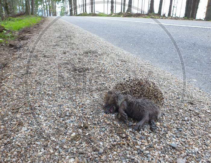 Dead Wild Hedgehog Killed By Car On Nature Road