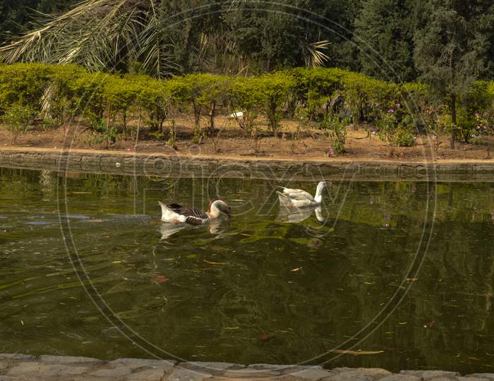 A Pair Of White Color Ducks Swimming,Drinking,Walking,Roaming Around Near By Pond At Garden, Lawn At Winter Foggy Morning.