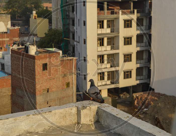 A Pigeon Decided To Leave His Nest Because Of People Cutting Down The Trees And Making Polluted City.