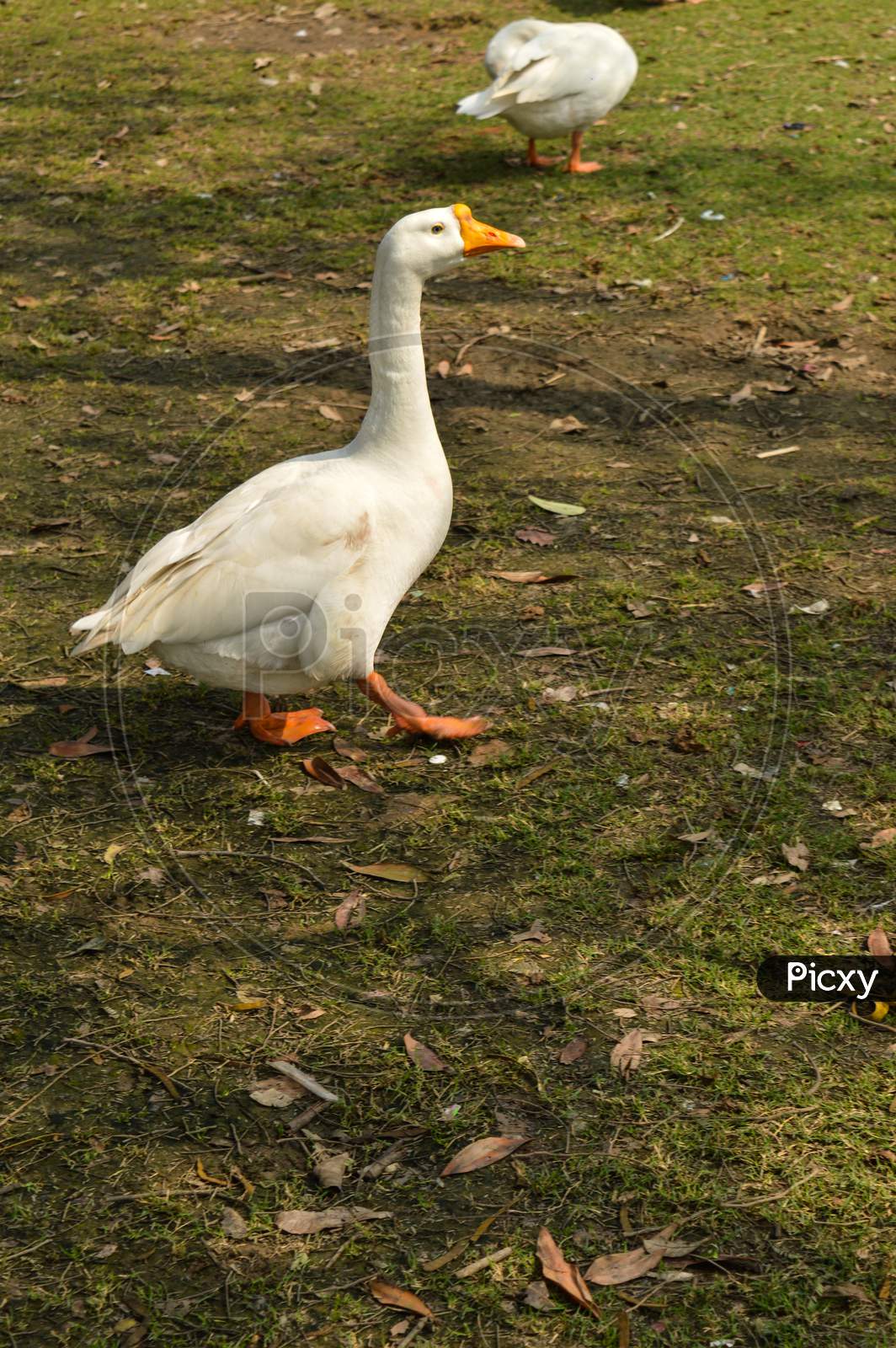 A White Color Duck Walking,Roaming Around At Garden, Lawn At Winter Foggy Morning.