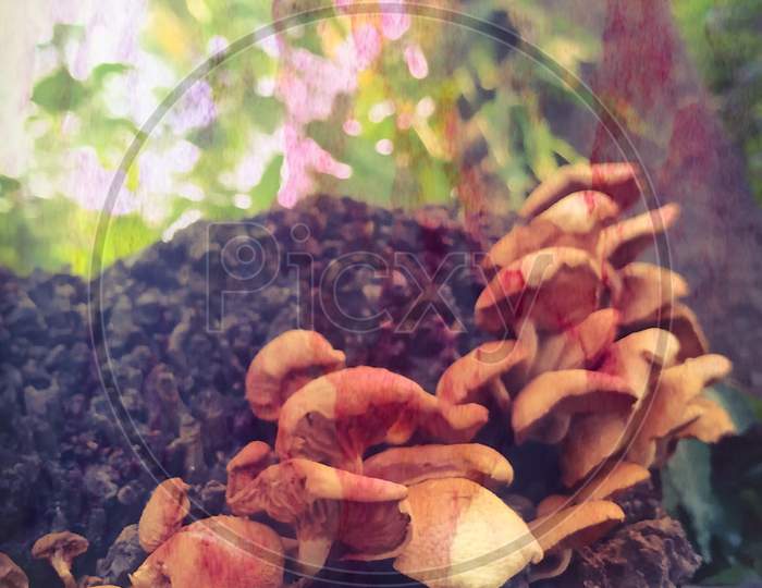 Mushroom, Ashoka tree