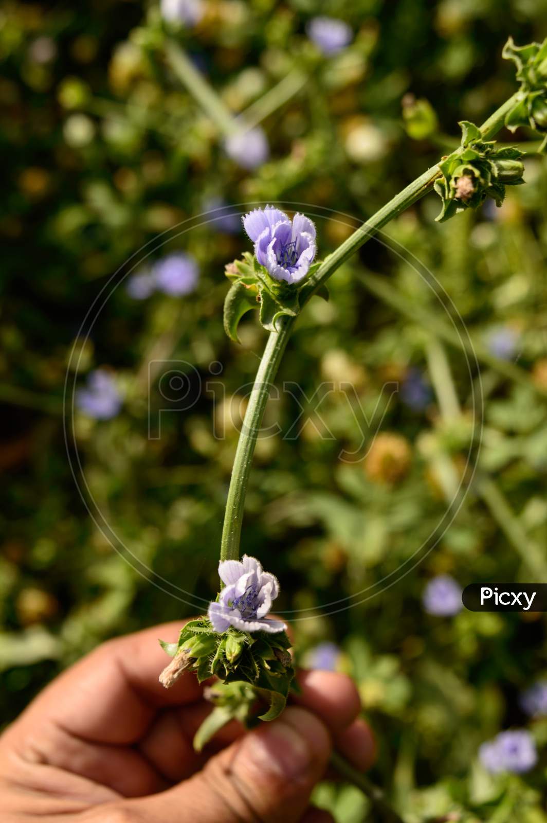 Indian Man Holding Beautiful Blue Indian Flower Fragrance On Side Of Field.