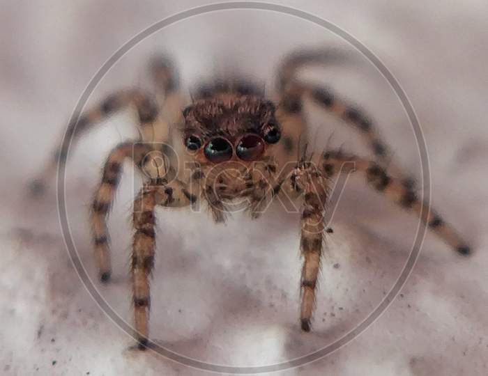 Spider macro,Menemerus bivutattus