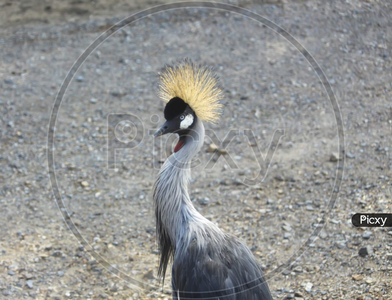 Grey Crowned Crane, Bird, Safari World