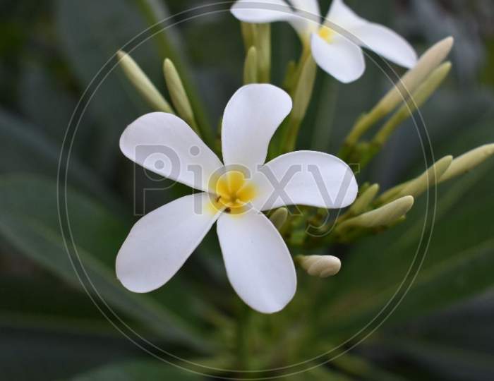 Beautiful White flowers.