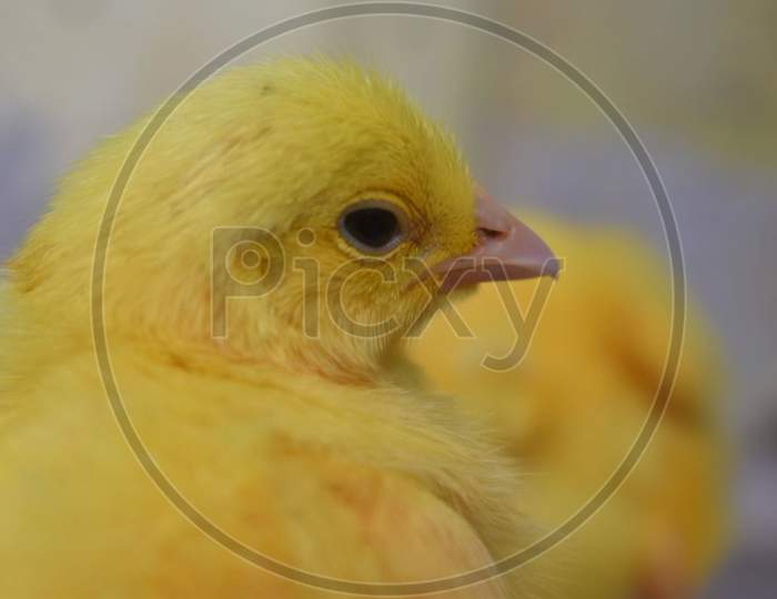 A beautiful yellow chicken Bird.