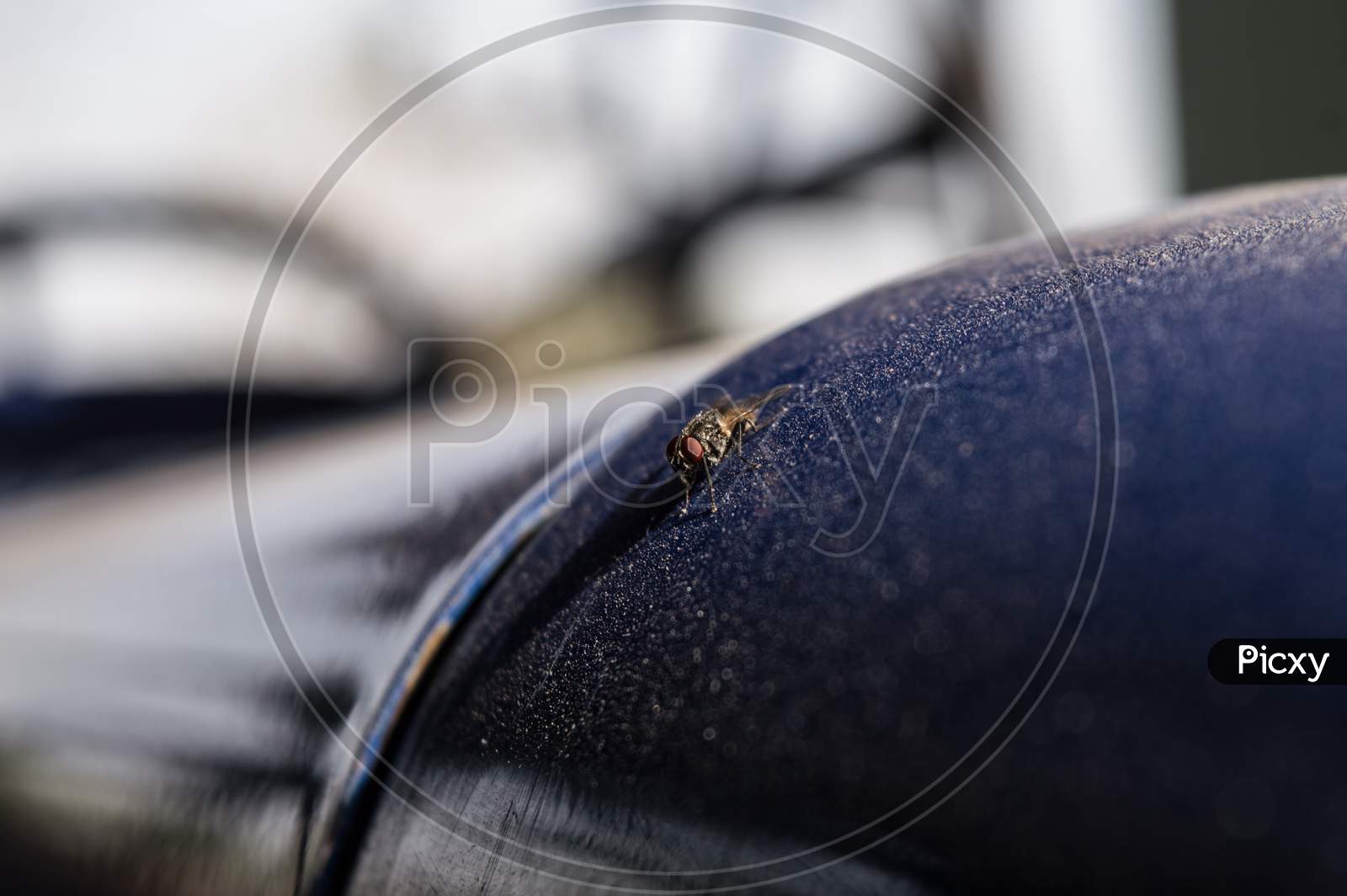Closeup Micro Shot Of Indian Fly Sited On Indian Tractor At Morning.