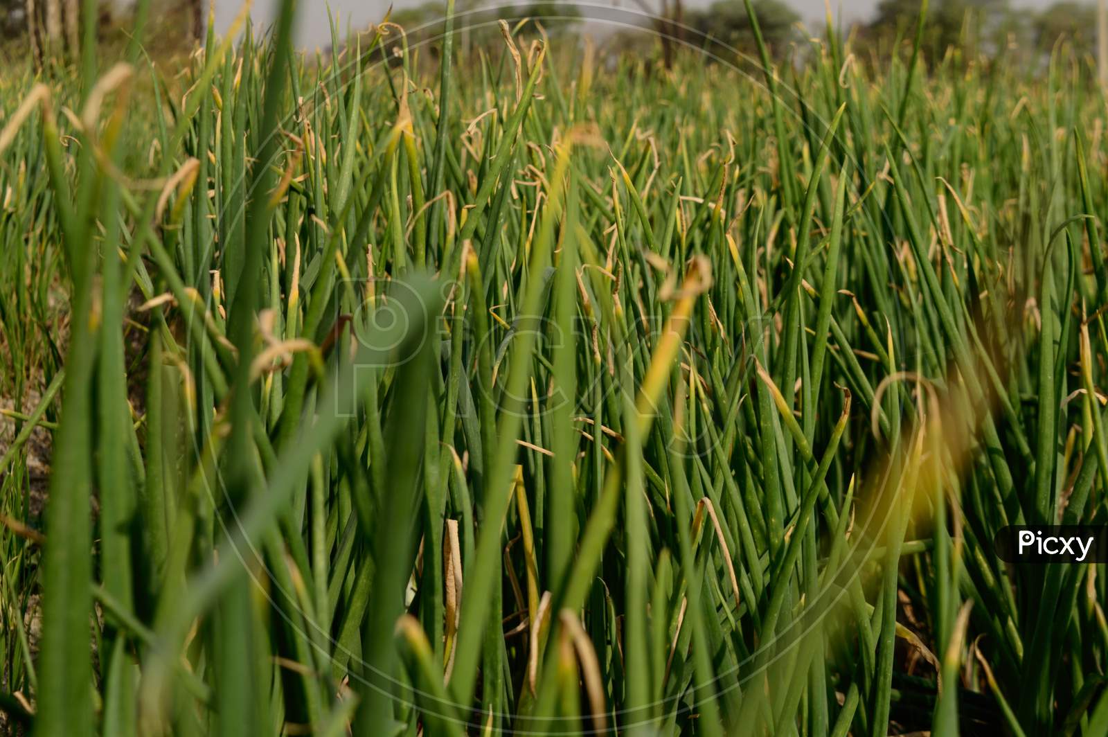 Field Of Indian Onion Plant Low Angle View Closeup Shot.