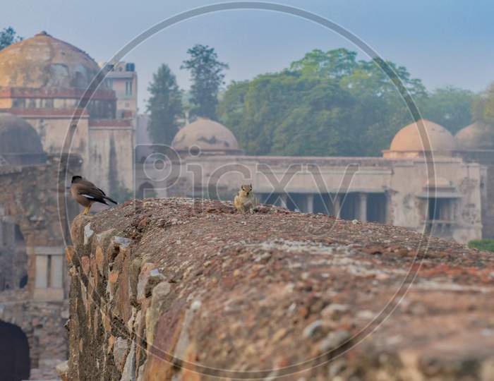 A Bunch Of Pigeons Siting At The Corner Of Fort, Monument At Hauz Khas Memorial From The Side Of The Lawn At Winter Foggy Morning.