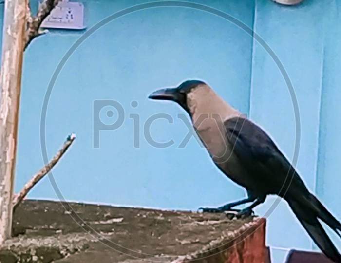 Crows eating on the wall