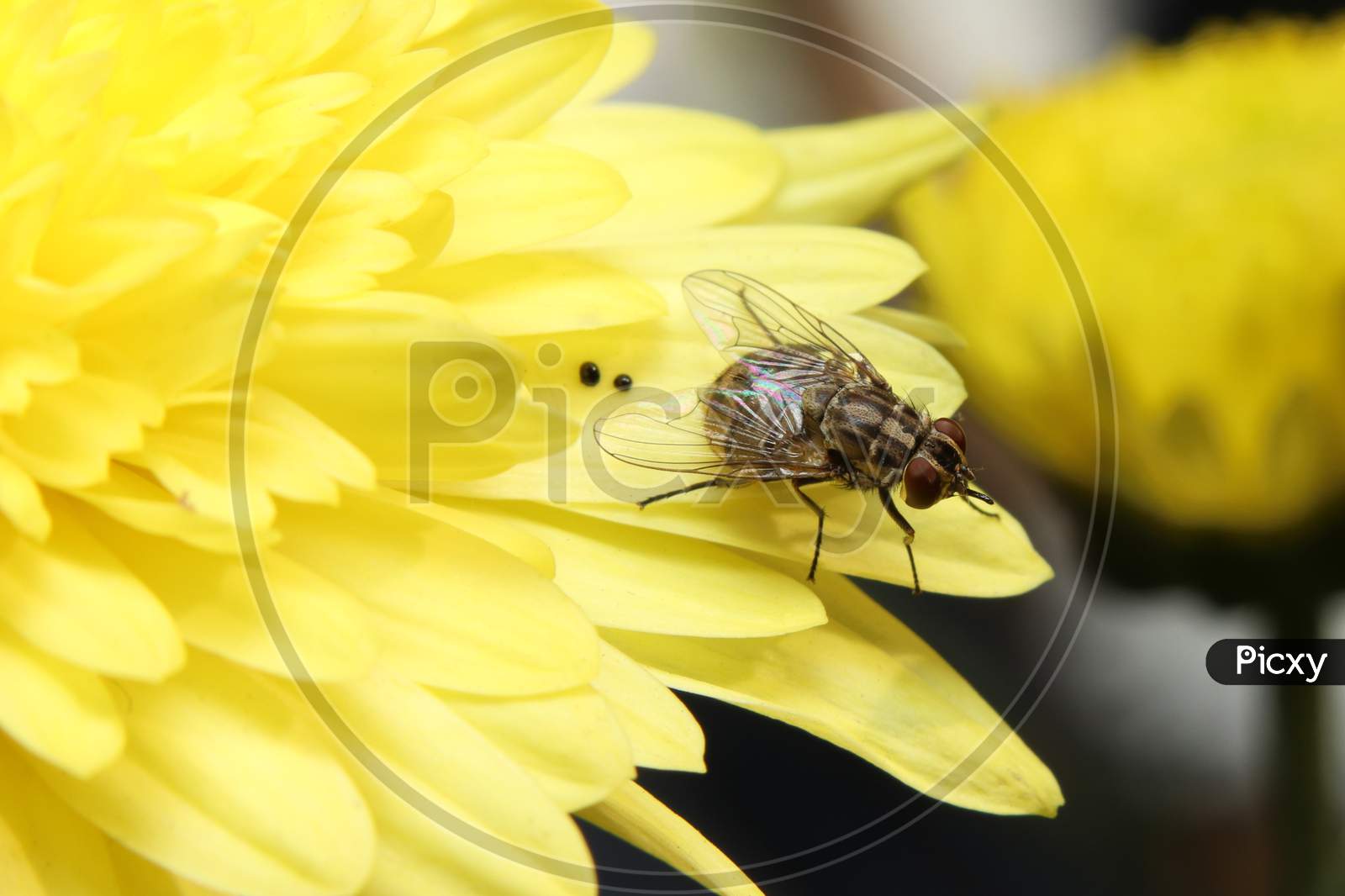 Fly On A Yellow Flower