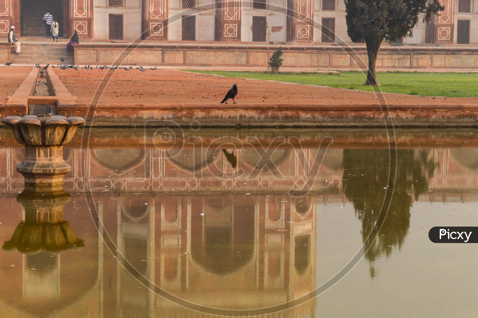 A Reflection Of Crow Bird In Water Near By Park,Lawn At Winter Foggy Morning.