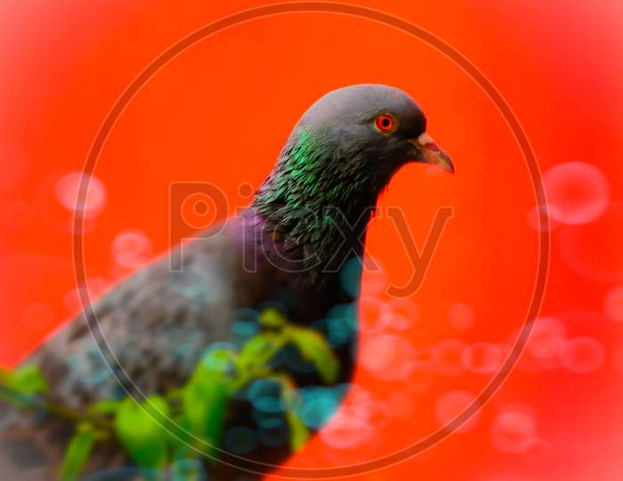 Amazing pigeon closeup image