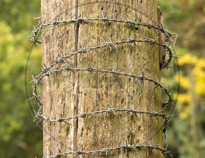 Barbed Wire Wrapped Around Wooden Post In Countryside. Concept Of Protection And Security.