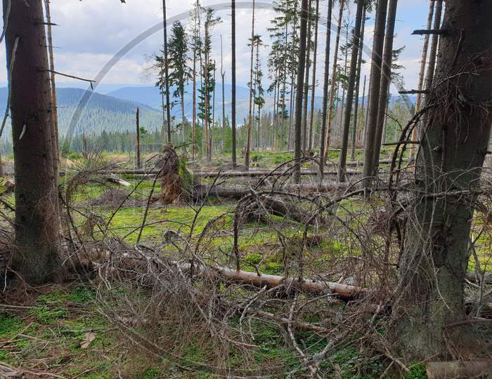 Deforestation Leftovers In Secular Forest, Romania