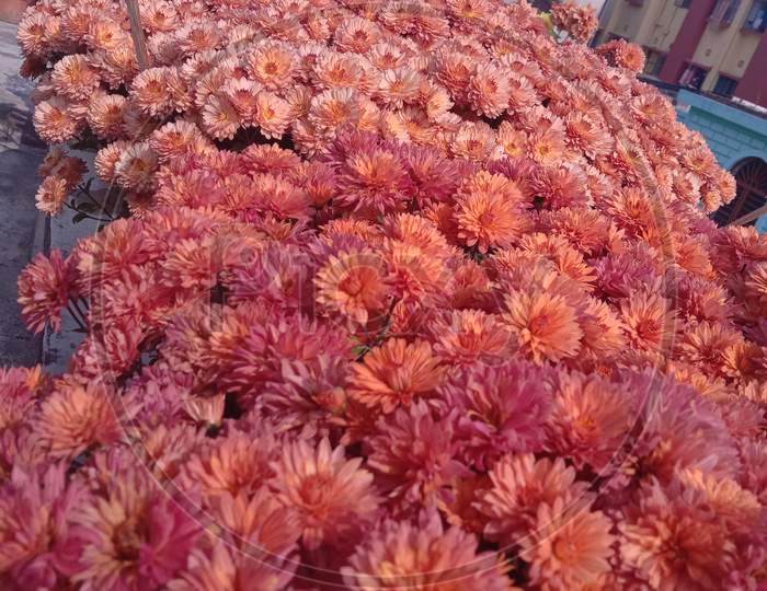 Bunch of Chrysanthemum