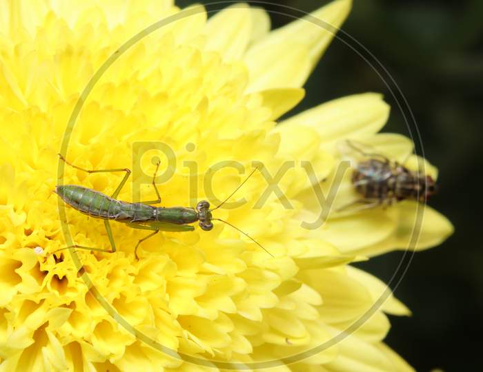 Praying Mantis On A Flower And Try To Grabs A Fly