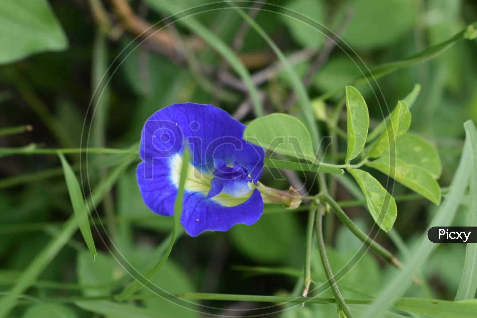 A beautiful blue flower