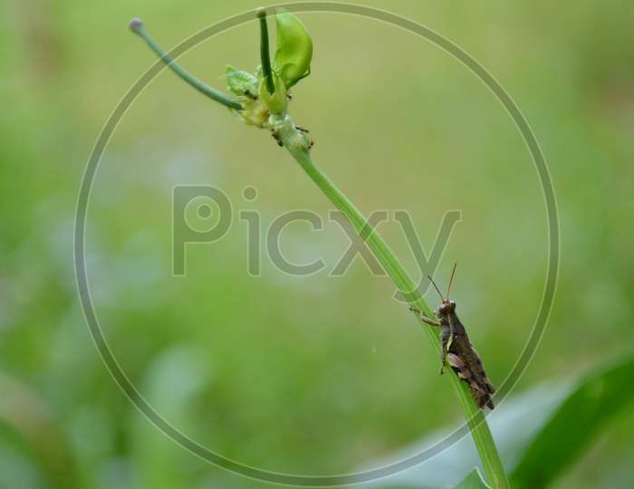 The Brown Bug Insect Hold On Cow Pea Vine In The Garden.
