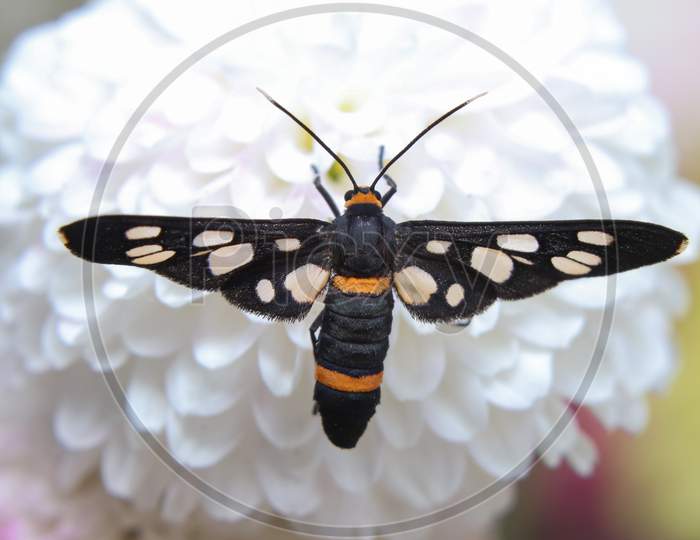 The Handmaiden Moth(Amata Cyssea) Sit On A Flower