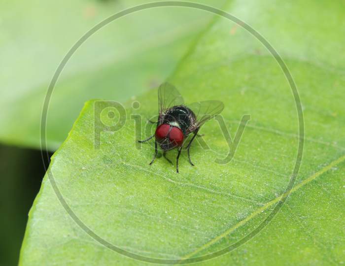 Red Eye Fly Sit On A Leaf