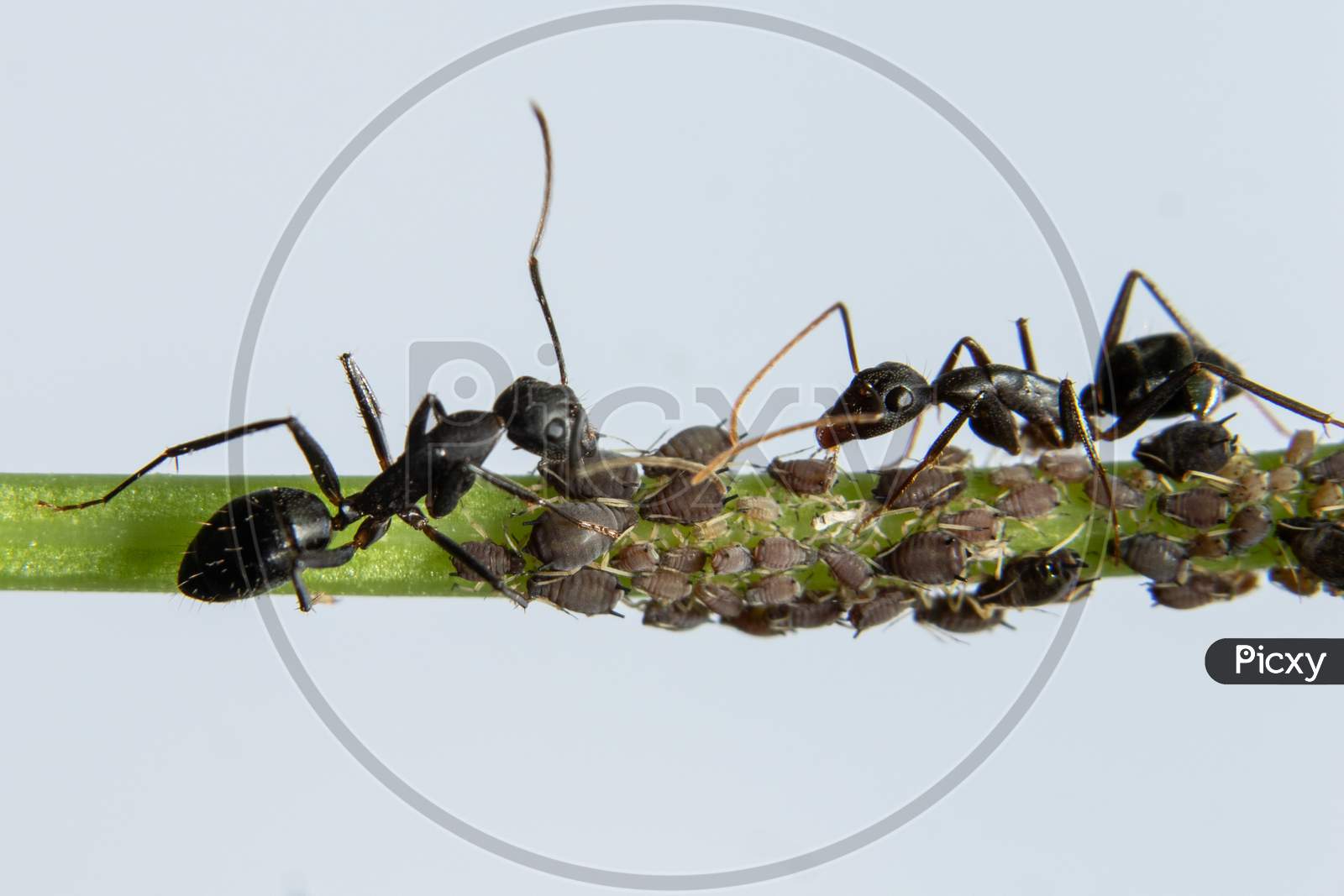 Ants Protecting Aphids
