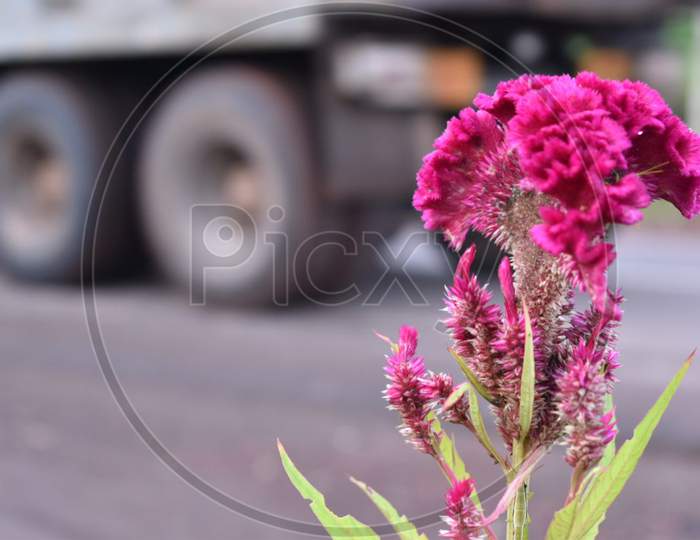 A beautiful pink flower