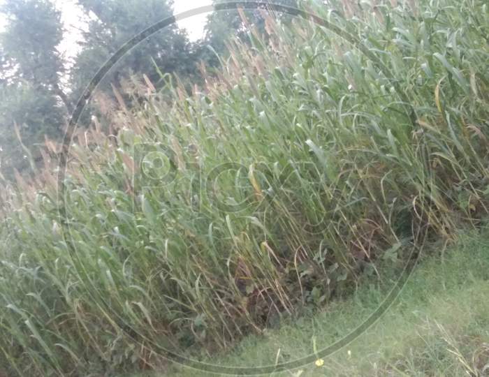 Millet crop | Bajra Crop|Village crops
