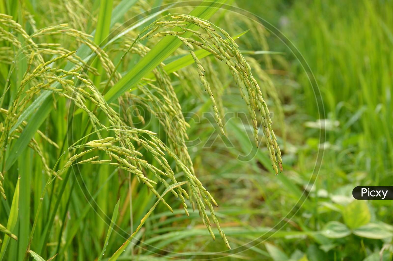 The Green Ripe Paddy Plant Grains In The Season.