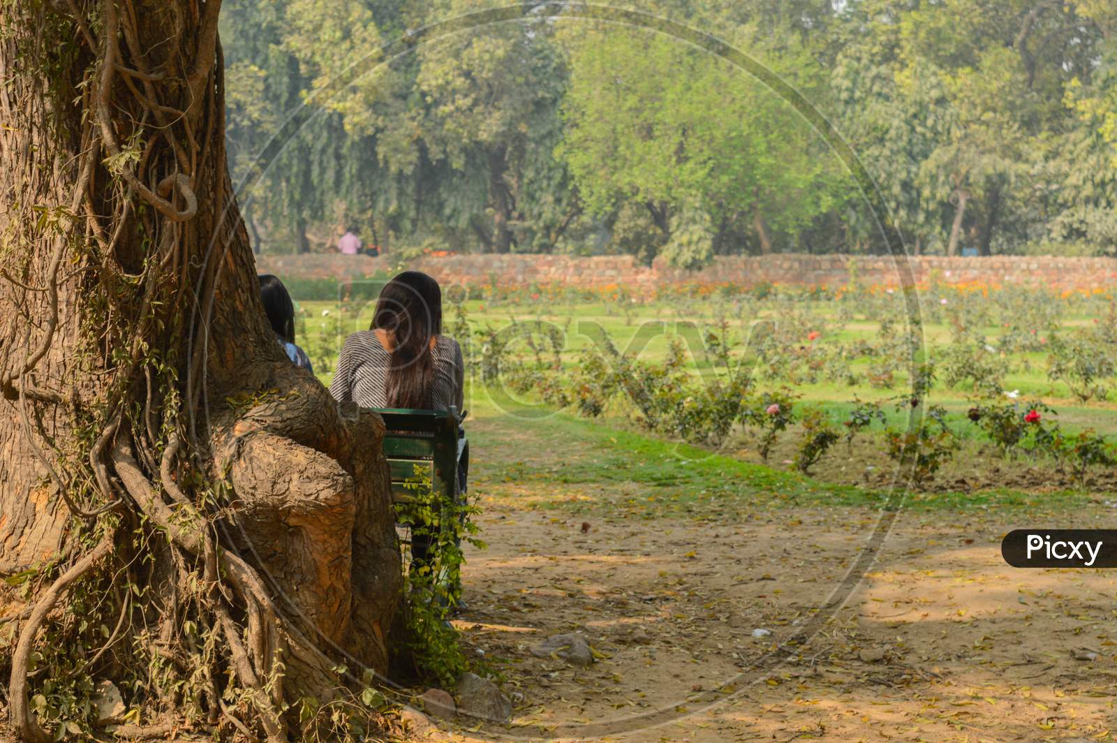 A Girl Sit Beside Of The Big Indian Banyan Tree On The Bench At Gardens In A City Park From The Side Of The Lawn At Winter Foggy Morning.