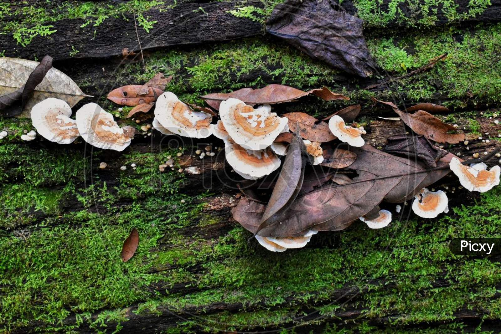 Beautiful lingzhi mushroom