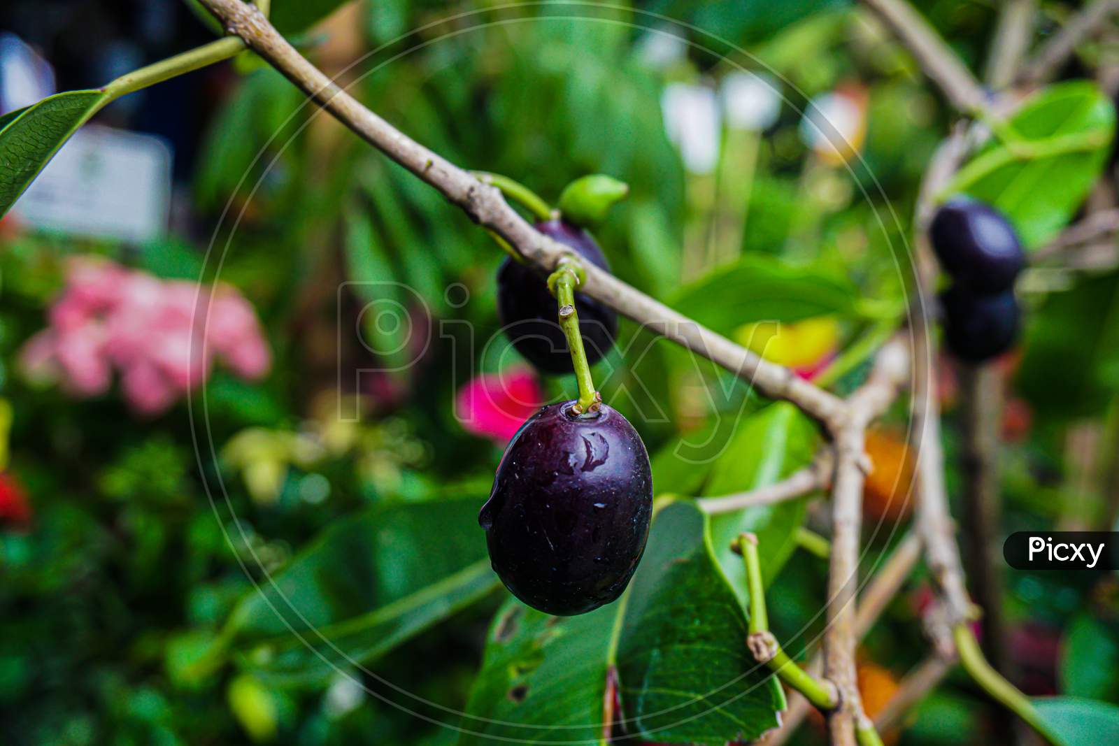 Jambolan Plum, Jamun Fruit, Syzygium Cumini, Black Plum, Java Plum, Black Berry Fruit.