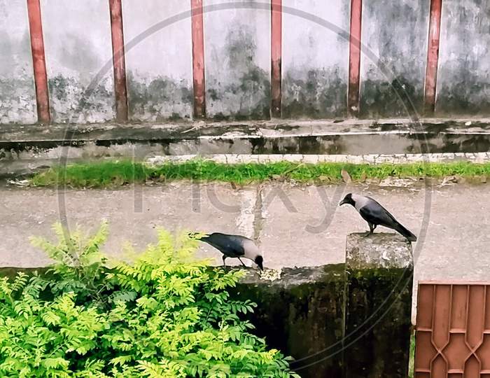 Crows eating on the wall