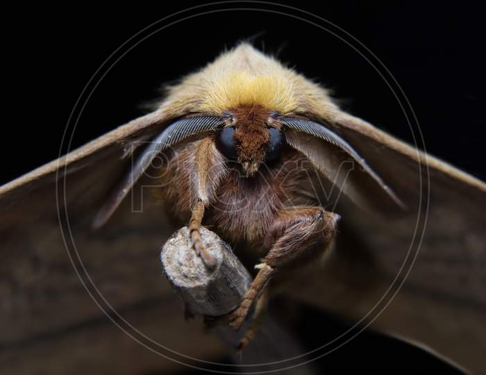 Beautiful Moth Front View