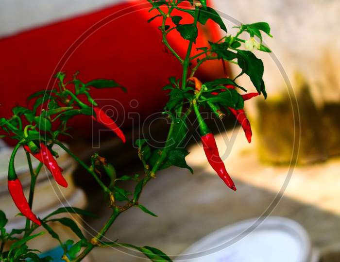 A red chilli plant