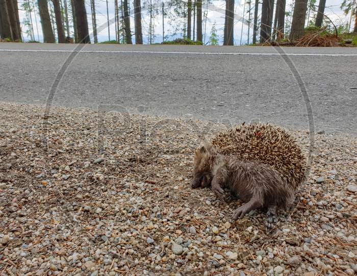 Dead Hedgehog Killed By Car On Nature Road