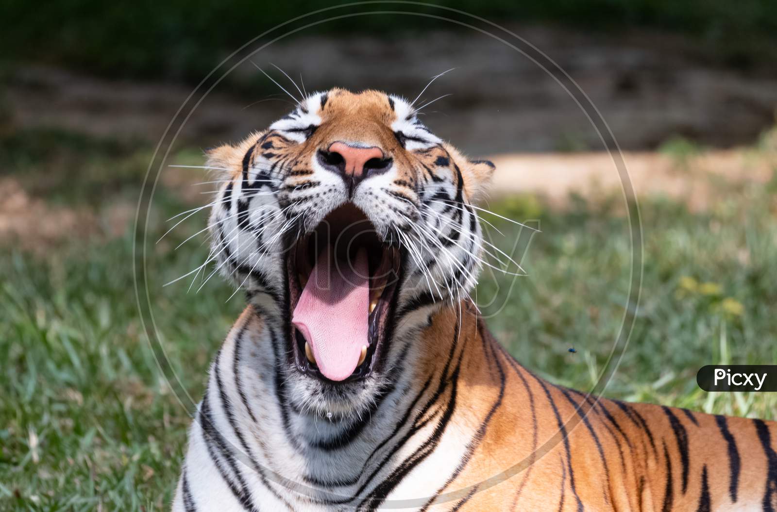 Royal Bengal Tiger in Natural habitat