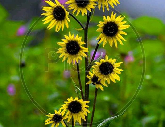 Most beautiful sun-flower