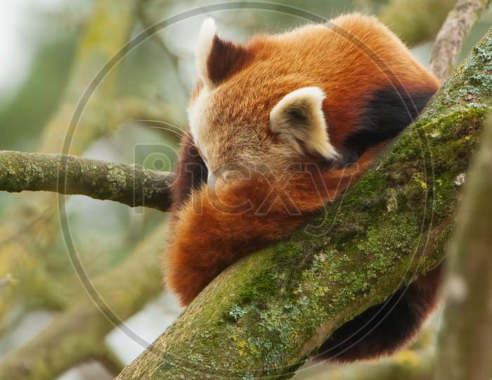 Sleeping Red Panda (Ailurus Fulgens), Curled Up On Winter Branch