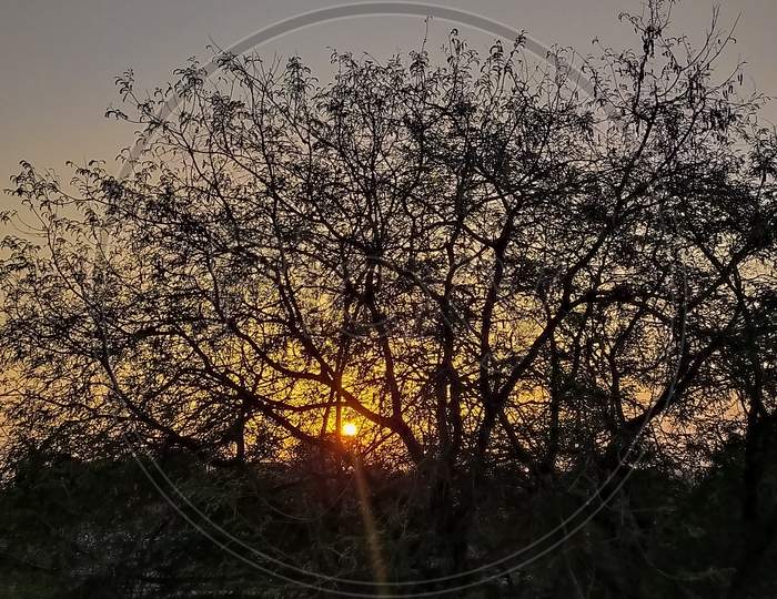 Sun backwards the tree
