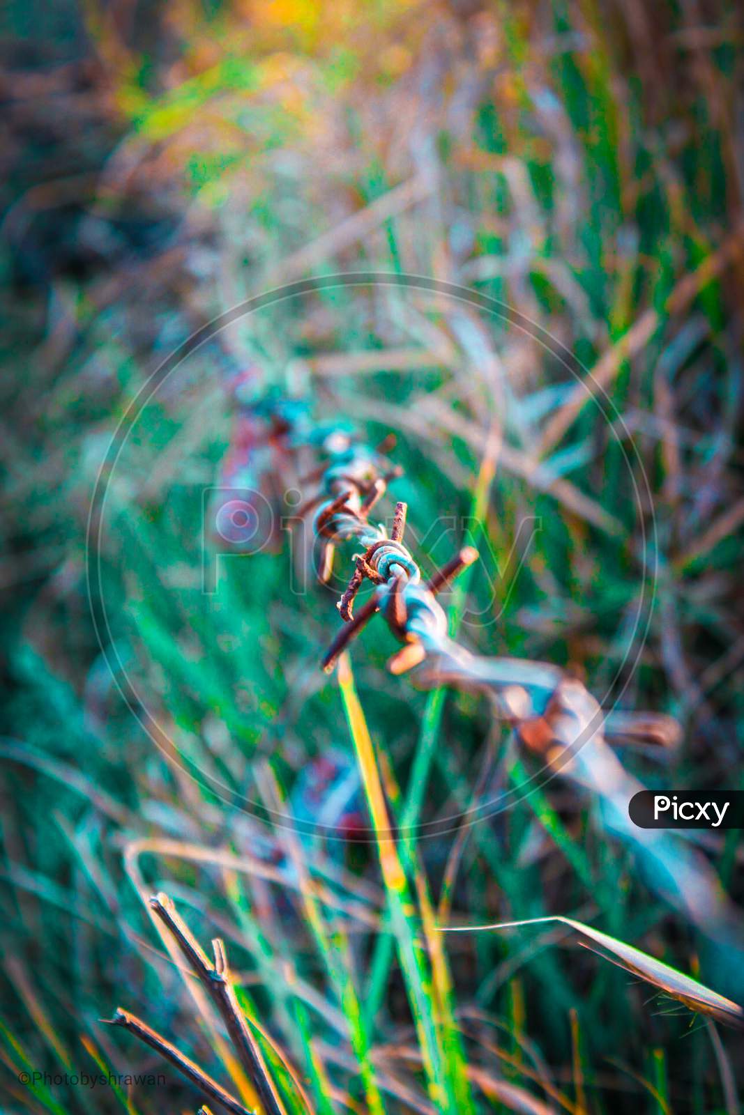 Barbed wire on grassland