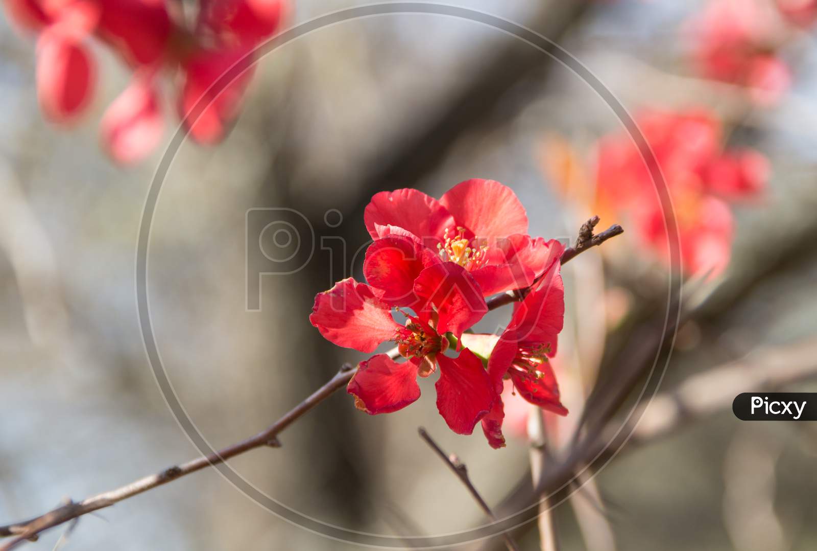 Garden Quince Flowered In The Spring Of The Mountains